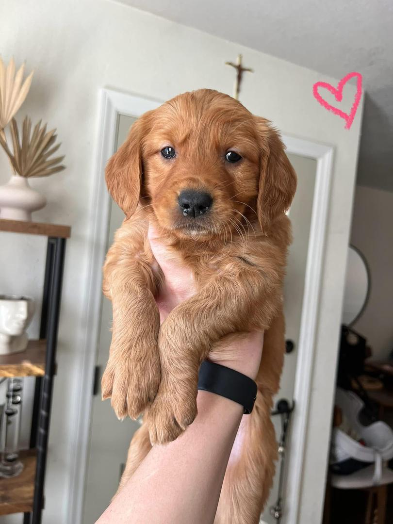 Golden Retriever Puppy